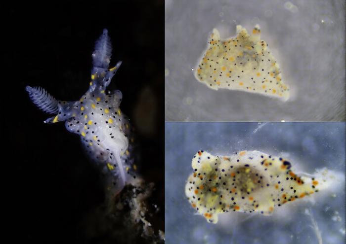 A tiny little jelly-like sea slug with a white-ish clear main body with yellow and black tiny spots on and the edge of the sea slug and its ear-like appendages are blue. It is delightful A tiny little jelly-like sea slug with a white-ish clear main body with yellow and black tiny spots on and the edge of the sea slug and its ear-like appendages are blue. It is delightful